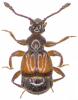 Brachygluta xanthoptera